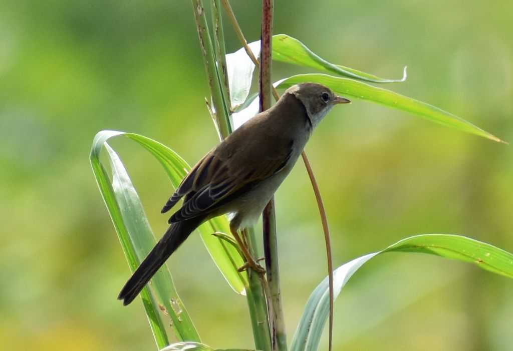 Sterpazzola (Sylvia communis)